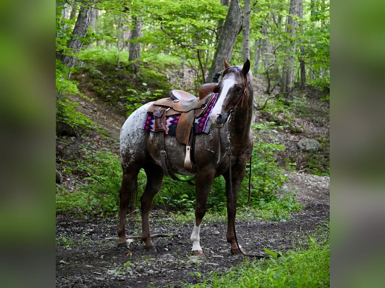 Pony of the Americas Gelding 12 years Chestnut in Newfoundland