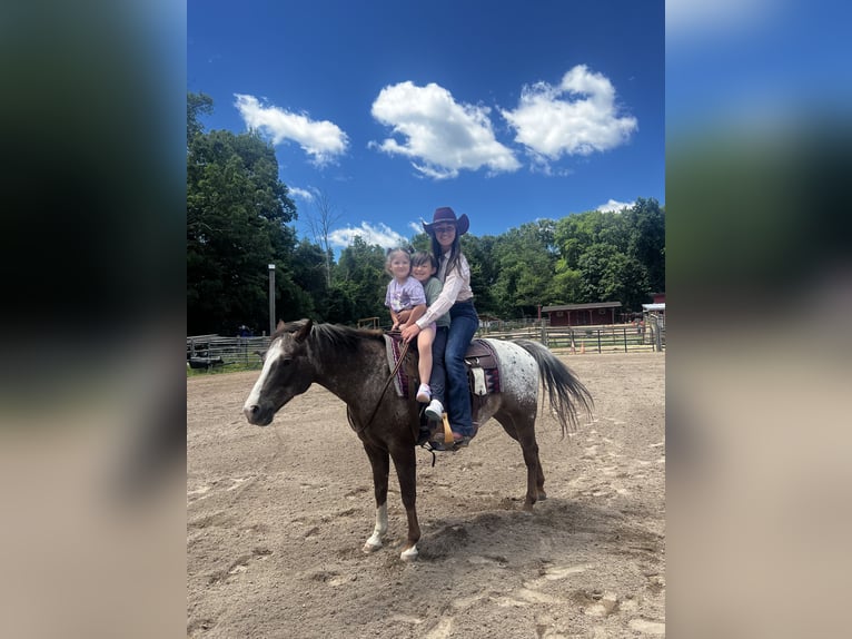 Pony of the Americas Gelding 12 years Chestnut in Newfoundland