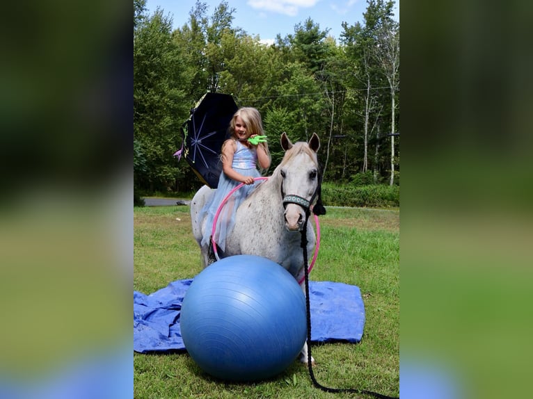Pony of the Americas Gelding 13 years 12 hh in Granville