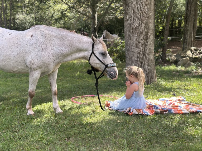 Pony of the Americas Gelding 13 years 12 hh in Granville