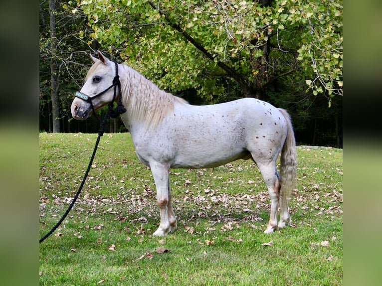 Pony of the Americas Gelding 13 years 12 hh in Granville