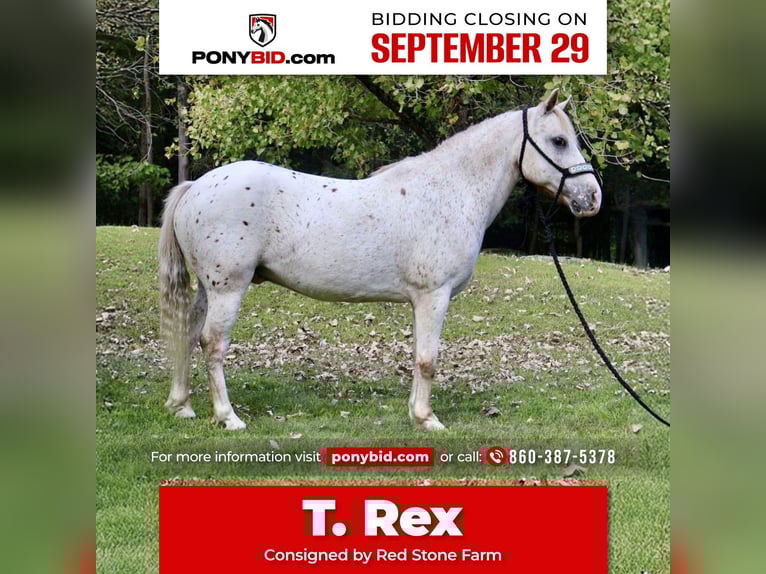 Pony of the Americas Gelding 13 years 12 hh in Granville