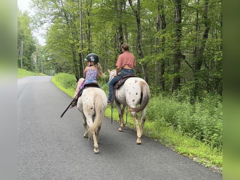 Pony of the Americas Gelding 13 years 12 hh in Granville