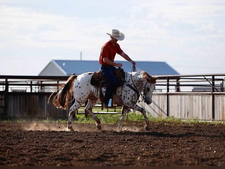 Pony of the Americas Gelding 13 years 13,2 hh in Amarillo, TX