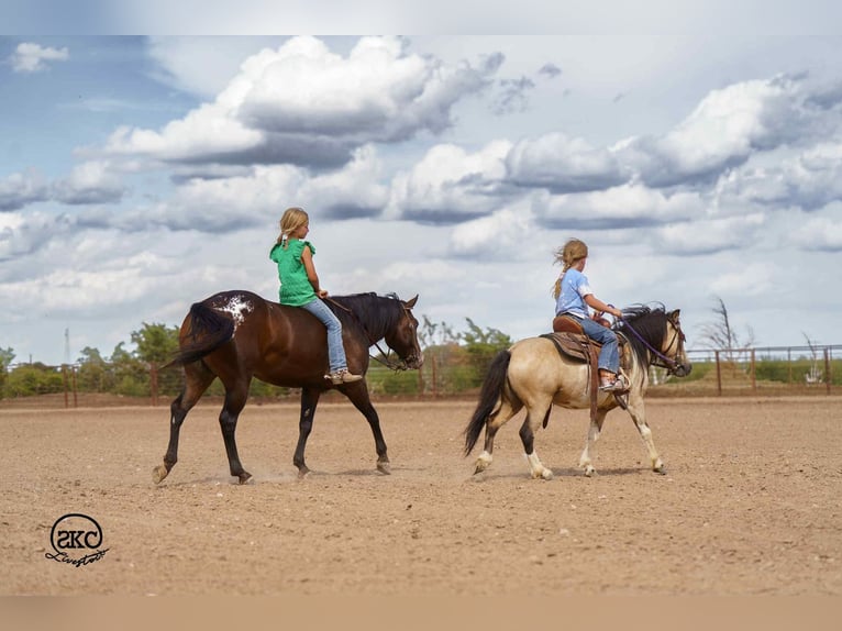 Pony of the Americas Gelding 13 years 13 hh in Canyon, TX