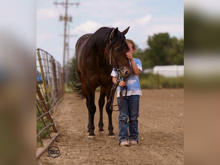Pony of the Americas Gelding 13 years 13 hh in Canyon, TX