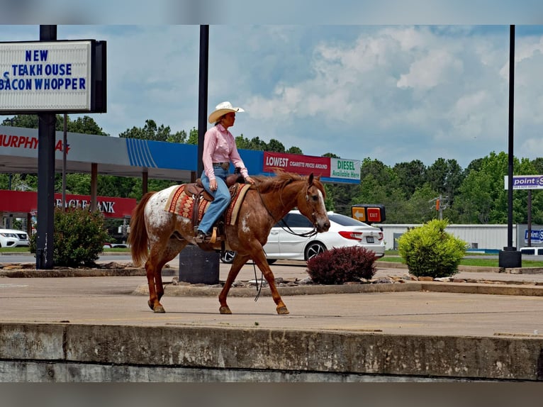 Pony of the Americas Gelding 13 years 13,3 hh Roan-Red in Quitman AR