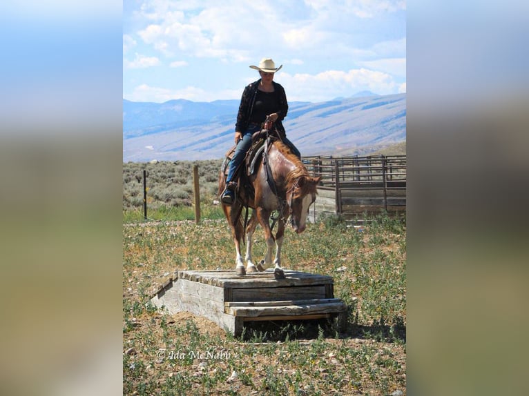 Pony of the Americas Gelding 13 years 14 hh Roan-Red in Cody, WY