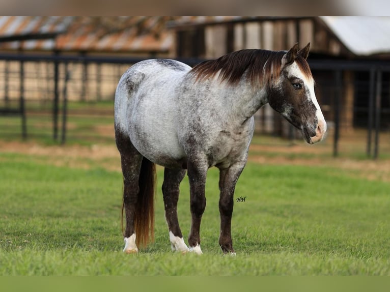 Pony of the Americas Gelding 13 years in Joshua