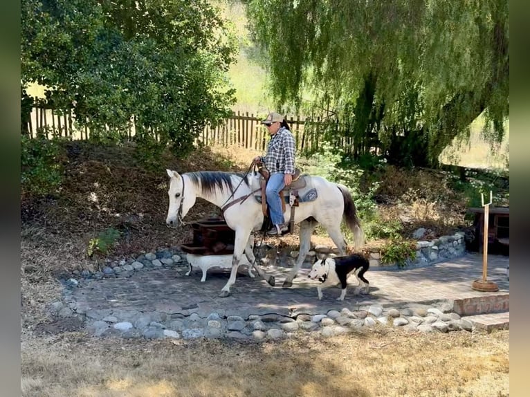 Pony of the Americas Gelding 14 years 15 hh Grey in Paicines CA