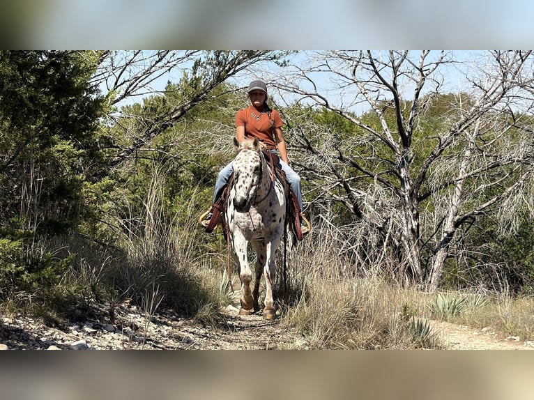 Pony of the Americas Gelding 14 years Sorrel in Cleburne