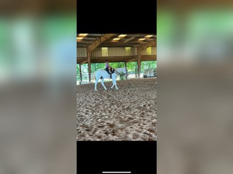 Pony of the Americas Gelding 15 years 14,2 hh in Buckholts, TX