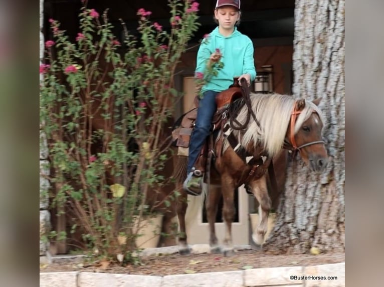 Pony of the Americas Gelding 16 years 9,3 hh Chestnut in Weatherford TX