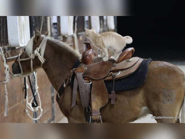 Pony of the Americas Gelding 16 years 9,3 hh Chestnut in Weatherford TX