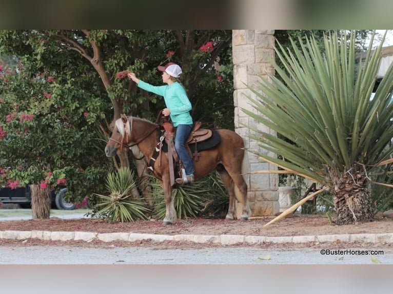 Pony of the Americas Gelding 16 years 9,3 hh Chestnut in Weatherford TX