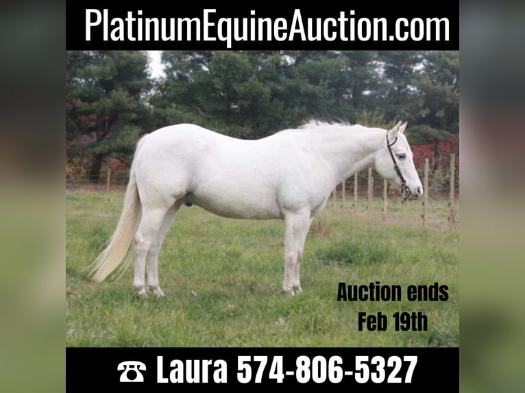 Pony of the Americas Gelding 16 years White in North Judson IN