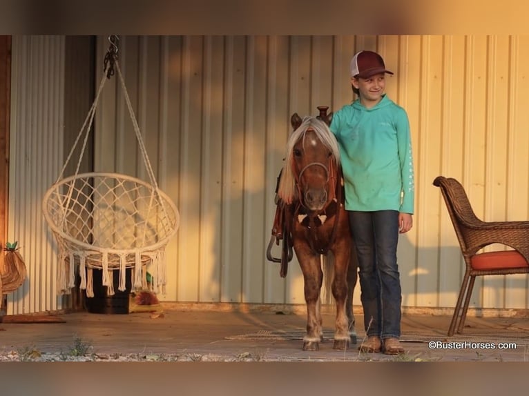 Pony of the Americas Gelding 17 years 9,3 hh Chestnut in Weatherford TX