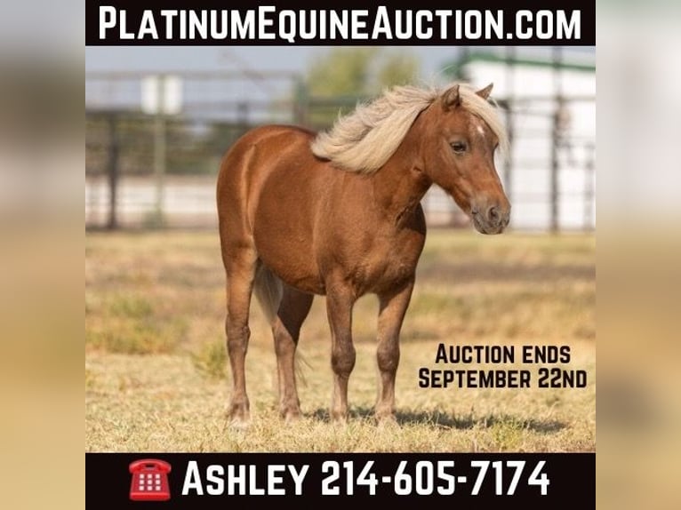 Pony of the Americas Gelding 18 years 9,3 hh Chestnut in Weatherford TX