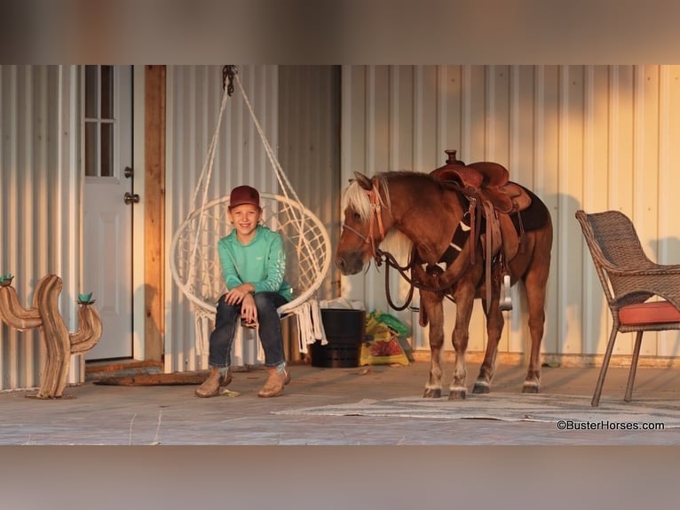 Pony of the Americas Gelding 18 years 9,3 hh Chestnut in Weatherford TX
