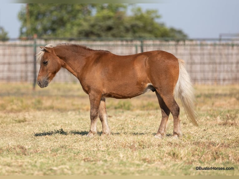 Pony of the Americas Gelding 18 years 9,3 hh Chestnut in Weatherford TX