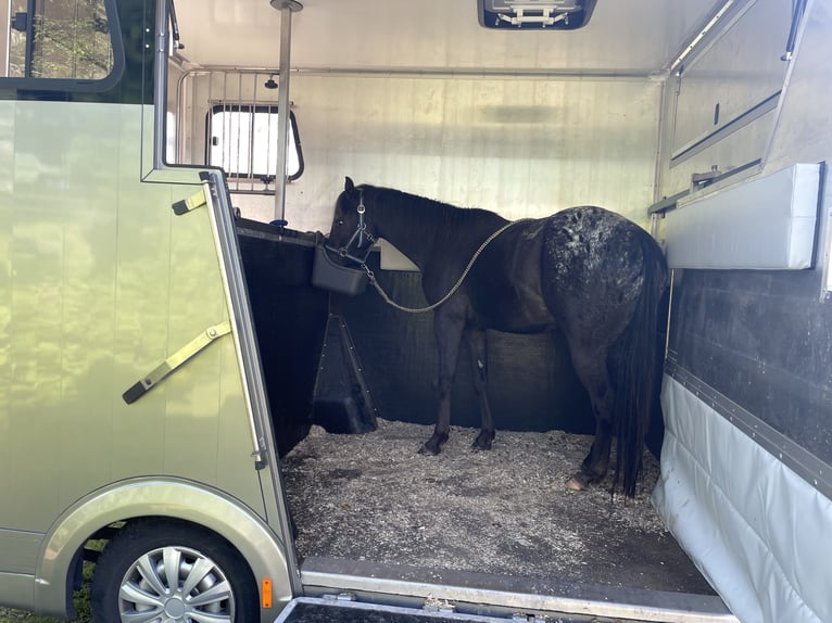 Pony of the Americas Gelding 3 years 13,2 hh Leopard-Piebald in Annaberg-Buchholz