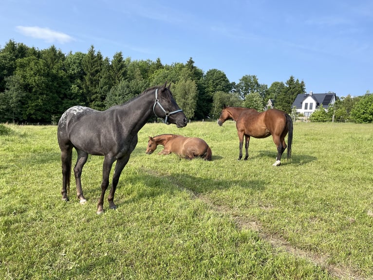Pony of the Americas Gelding 3 years 13,2 hh Leopard-Piebald in Annaberg-Buchholz