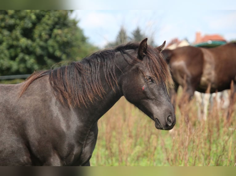 Pony of the Americas Gelding 3 years 13,2 hh Leopard-Piebald in Annaberg-Buchholz
