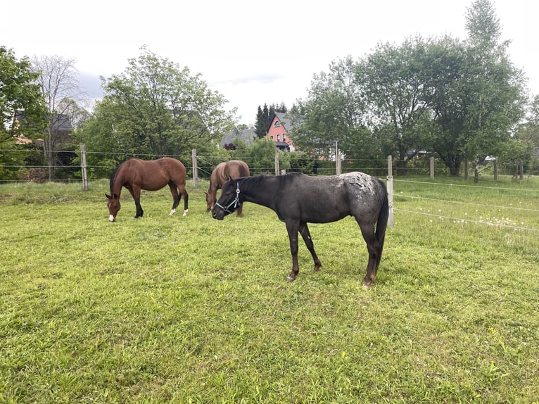 Pony of the Americas Gelding 3 years 13,2 hh Leopard-Piebald in Annaberg-Buchholz