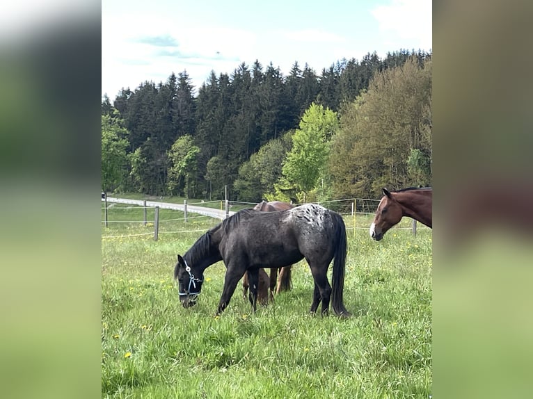 Pony of the Americas Gelding 3 years 13,2 hh Leopard-Piebald in Annaberg-Buchholz