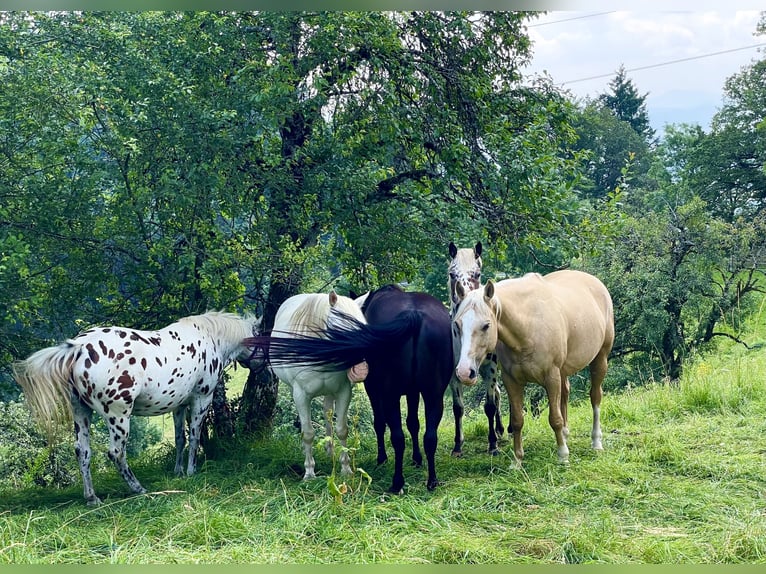 Pony of the Americas Gelding 3 years 13,3 hh Leopard-Piebald in Schopfheim