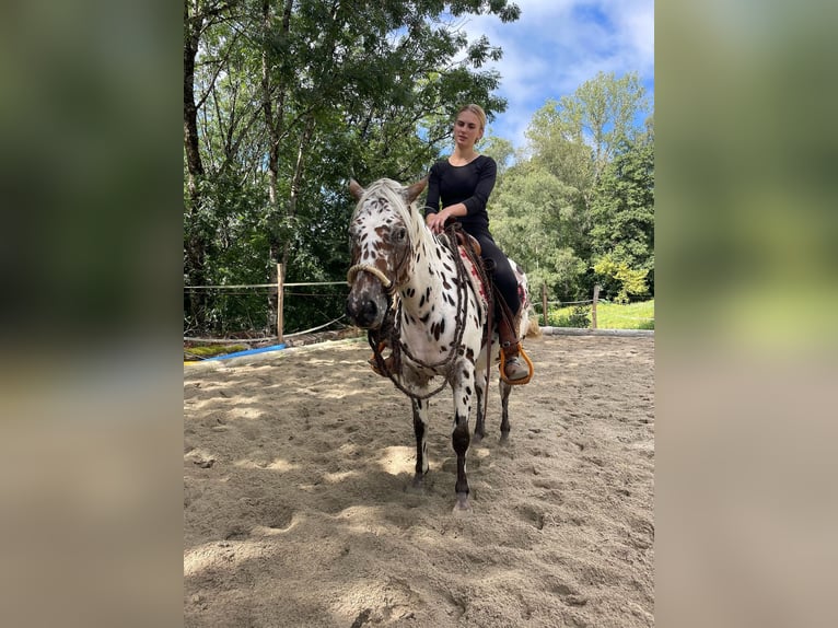 Pony of the Americas Gelding 3 years 13,3 hh Leopard-Piebald in Schopfheim
