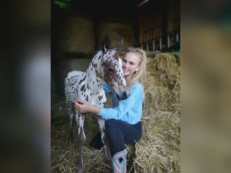 Pony of the Americas Gelding 3 years 13,3 hh Leopard-Piebald in Schopfheim