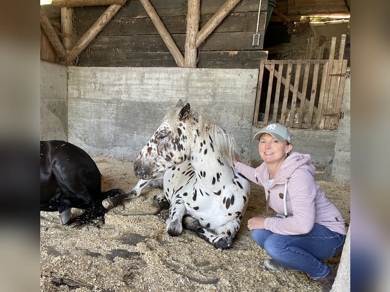 Pony of the Americas Gelding 3 years 13,3 hh Leopard-Piebald in Schopfheim