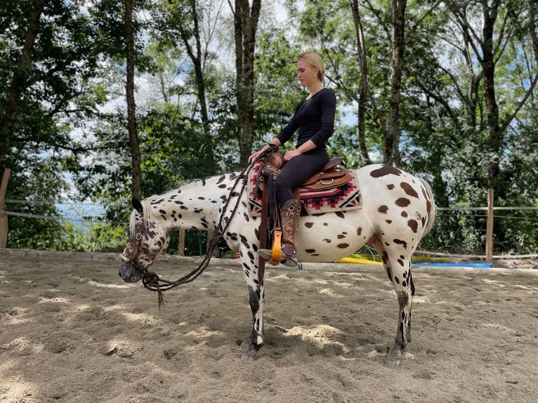 Pony of the Americas Gelding 3 years 13,3 hh Leopard-Piebald in Schopfheim
