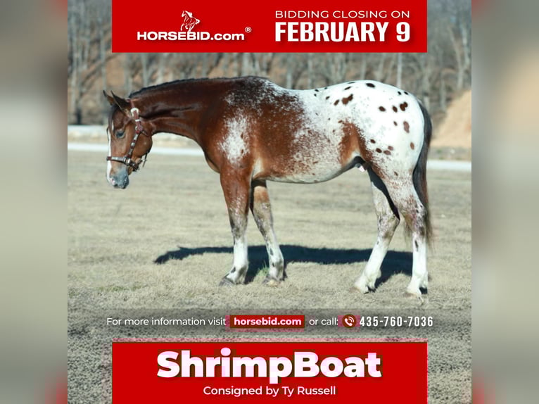 Pony of the Americas Mix Gelding 4 years 14.1 hh  in Purdy