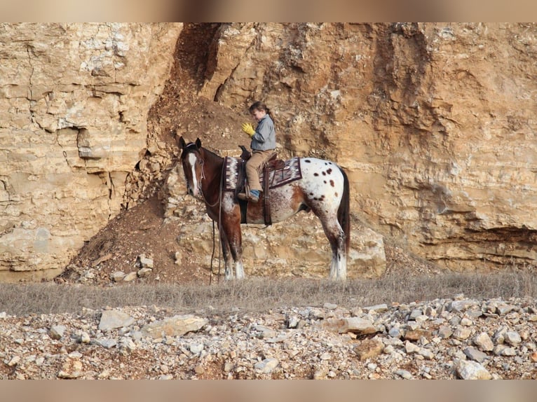 Pony of the Americas Mix Gelding 4 years 14.1 hh  in Purdy