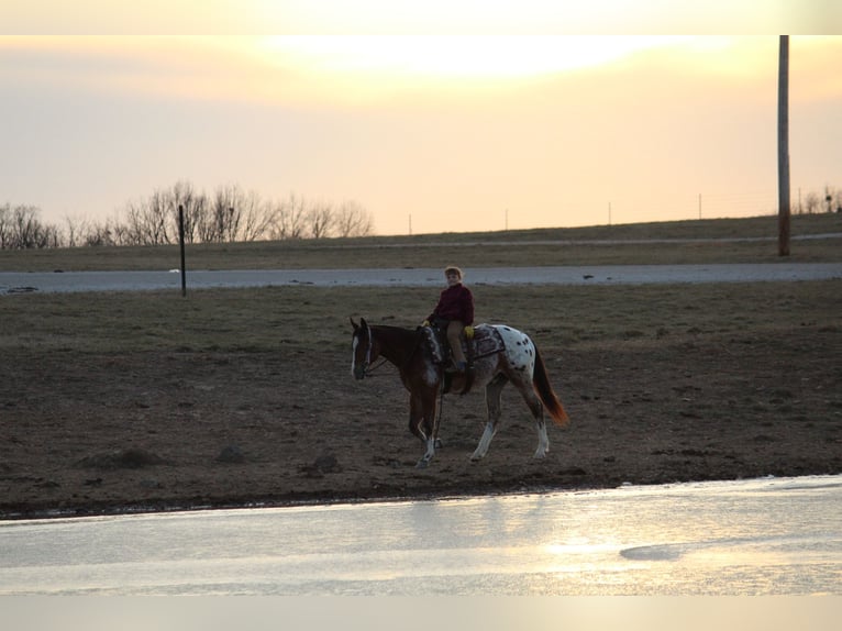 Pony of the Americas Mix Gelding 4 years 14.1 hh  in Purdy