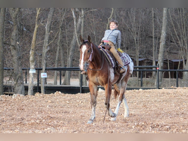 Pony of the Americas Mix Gelding 4 years 14.1 hh  in Purdy