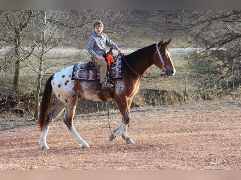 Pony of the Americas Mix Gelding 4 years 14.1 hh  in Purdy