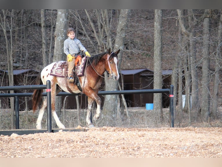 Pony of the Americas Mix Gelding 4 years 14.1 hh  in Purdy