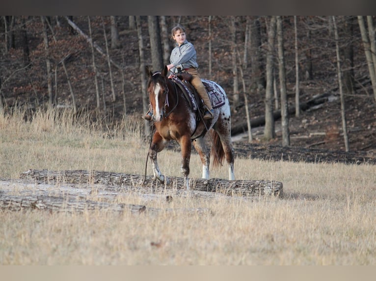 Pony of the Americas Mix Gelding 4 years 14.1 hh  in Purdy