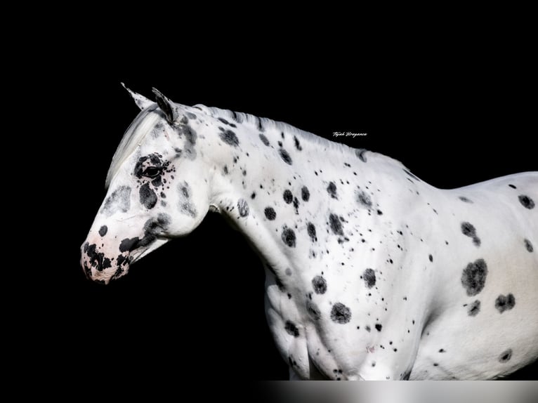 Pony of the Americas Gelding 4 years 14,1 hh in Weatherford