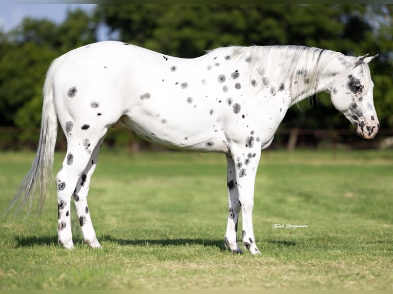 Pony of the Americas Gelding 4 years 14,1 hh in Weatherford