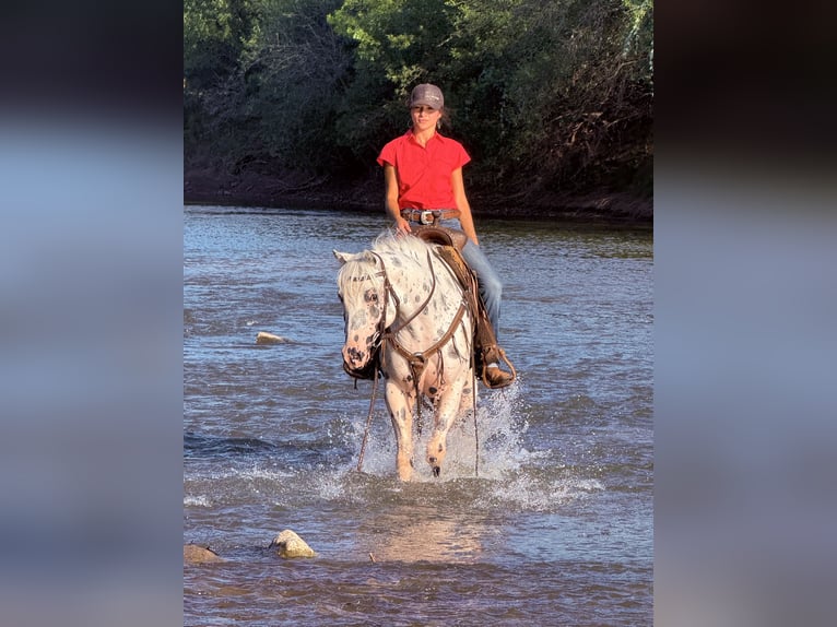 Pony of the Americas Gelding 4 years 14,1 hh in Weatherford