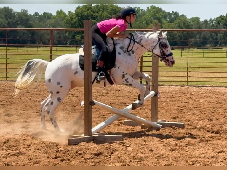 Pony of the Americas Gelding 4 years 14,1 hh in Weatherford