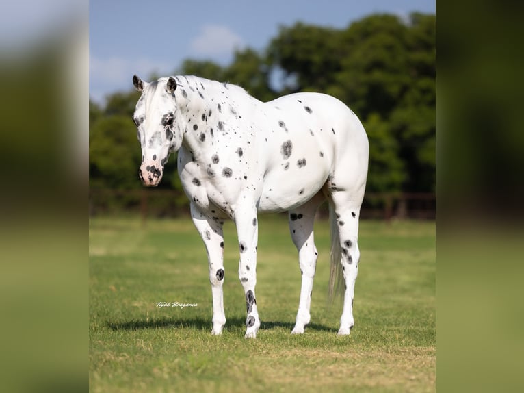 Pony of the Americas Gelding 4 years 14,1 hh in Weatherford