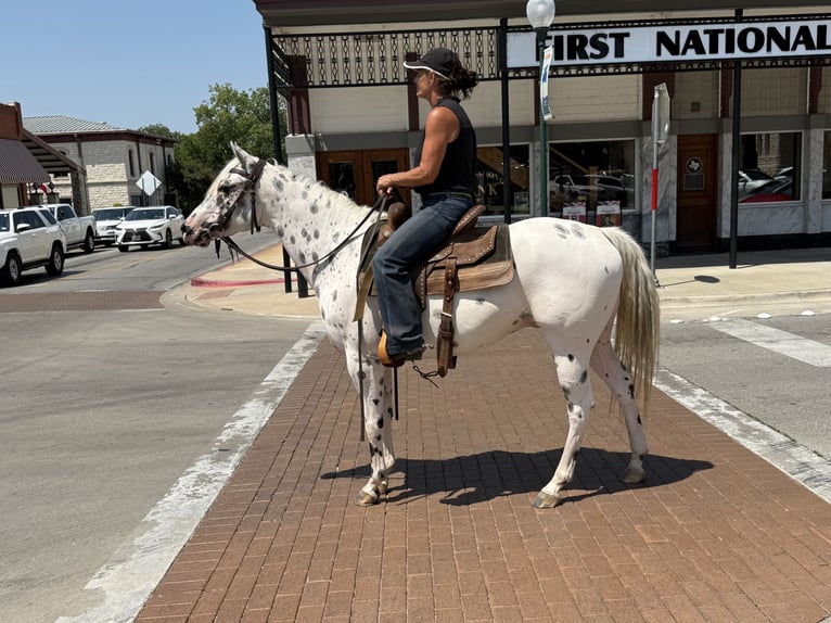 Pony of the Americas Gelding 4 years 14,1 hh in Weatherford