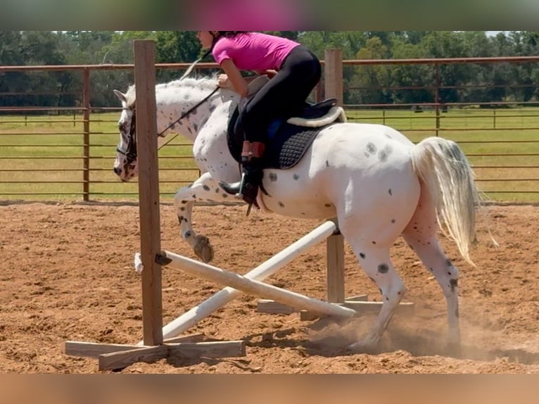 Pony of the Americas Gelding 4 years 14,1 hh in Weatherford