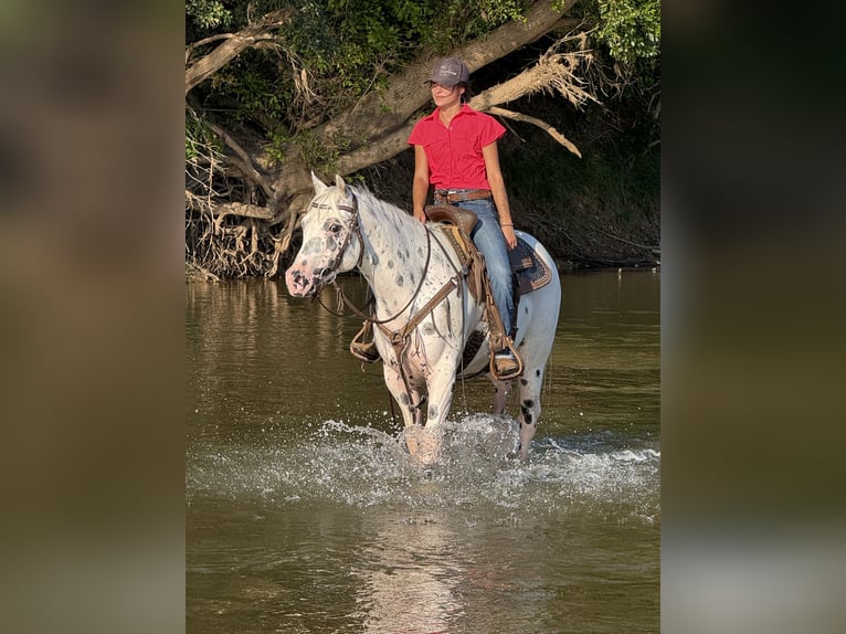 Pony of the Americas Gelding 4 years 14,1 hh in Weatherford
