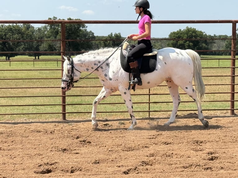Pony of the Americas Gelding 4 years 14,1 hh in Weatherford